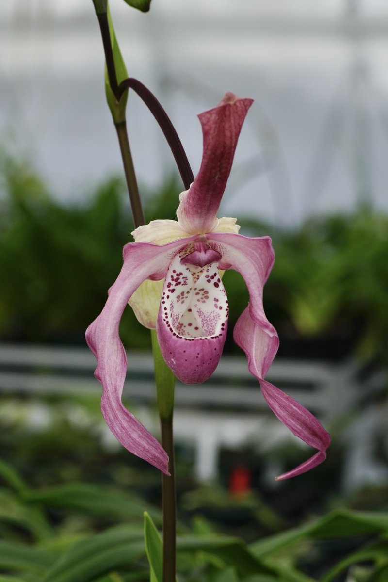 フラグミペディウム ハンボルティー フラグミペディウム属の一種