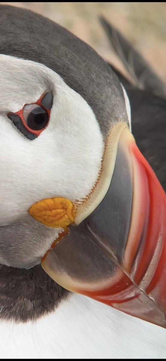 Paul Hackett (@paulhdigiman) on Twitter photo TAP phone screen TWICE to see full pic
Close up of a Puffins red veins in the whites of its eye 😳 #phonescoping #kowascoping #phonescope #phonescoped #phonescoper #benrouk #iphone15promax #iphoneography #superzoom #puffins #NaturePhotography #manualfocus <a href="/KowaOptics/">Kowa Sporting Optics</a> TAP phone screen TWICE to see full pic
Close up of a Puffins red veins in the whites of its eye 😳 #phonescoping #kowascoping #phonescope #phonescoped #phonescoper #benrouk #iphone15promax #iphoneography #superzoom #puffins #NaturePhotography #manualfocus <a href="/KowaOptics/">Kowa Sporting Optics</a>