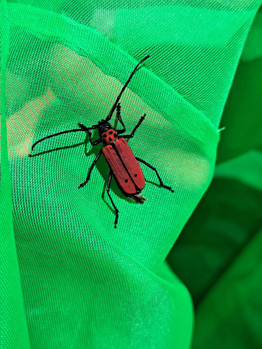 ヘリグロベニカミキリ？
初めて見た

 #カミキリムシ