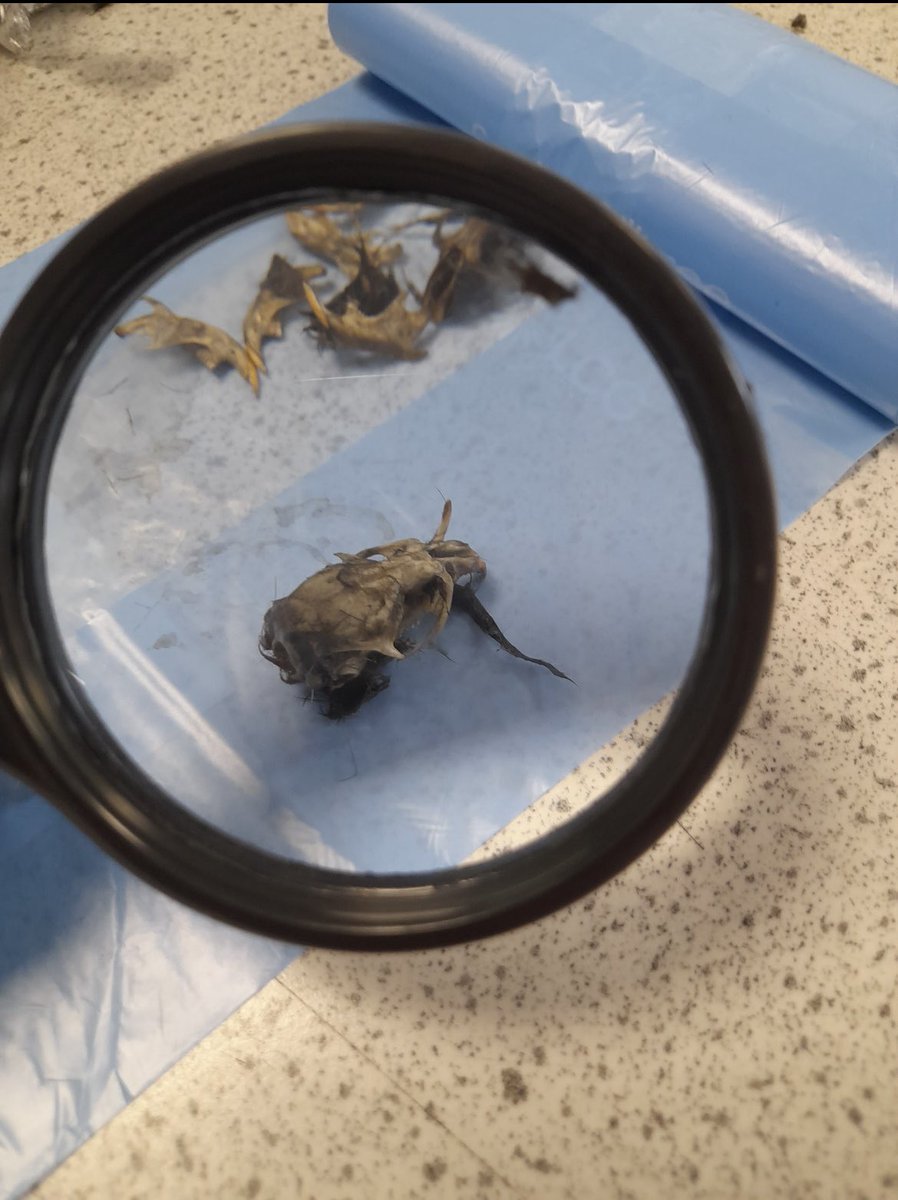 KS3 Science Club had a fascinating session today dissecting owl pellets. The students found lots of skulls, bones and even a tail within the pellets.