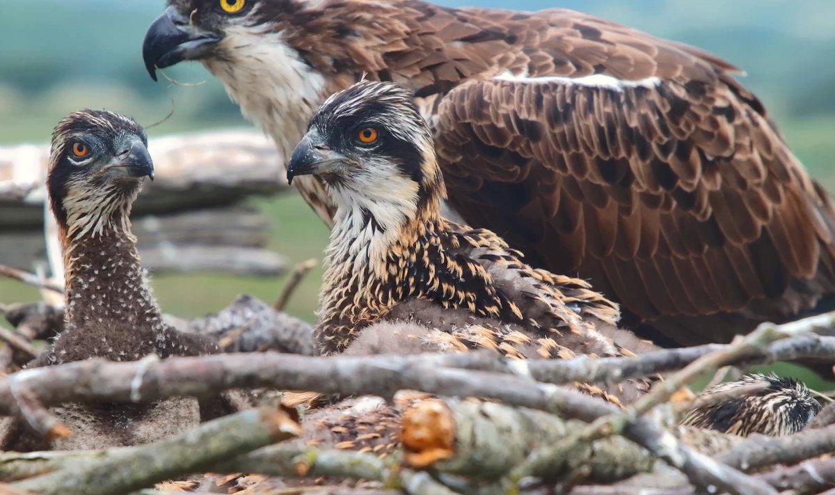 DyfiOspreys's tweet image. Bore da
All three chicks have lovely orange coloured eyes now.
They will gradually change to yellow over the next two years, although some (especially males) will retain some of that deep orange colour.