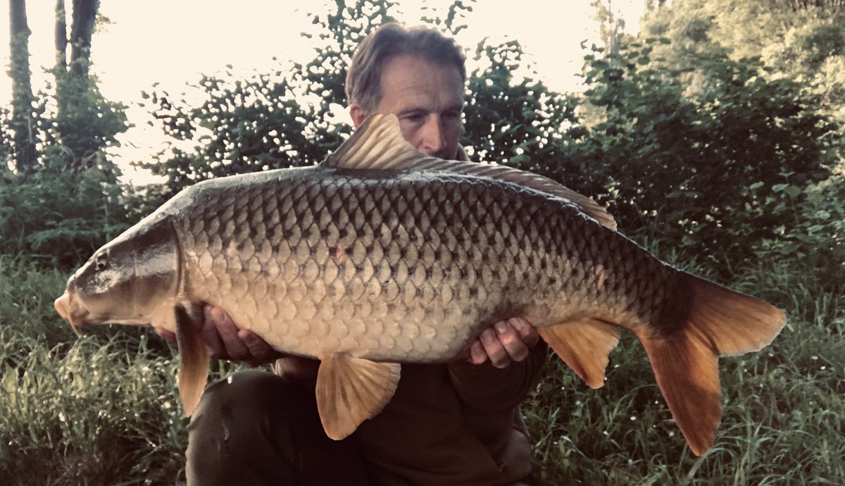 Lovely morning on the river!
28lb-12oz! Or pure power!!
They don’t half pull back..💪🏽
#bigladinfrance 
#bigcarpculture 
#mtcbaitsoffical 
#lovelytimes