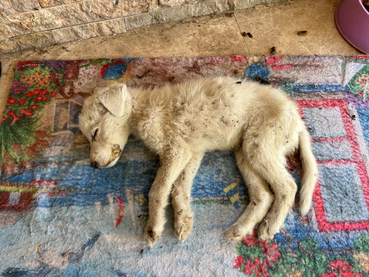 Görenlerin anlattığına göre araba çarpmış felç olmuş dünden beri  güneşin altında yatıyormuş. Kimsenin aklına gelmemiş gölgeye alıp su vermek. Susuzluktan ölmüş gibiydi. Son dakikada kurtarmaya çalışıyorum. Enjektör ile ağzına su veriyorum.  Nasıl vicdansız insanlar.