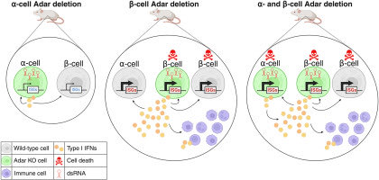 Daniel J Drucker (@danieljdrucker) on Twitter photo Studies in mouse #islets reveals the resistance of α-cells to the impacts of RNA editing deficiency and to cytokines mirrors their persistence in #T1D and constitutes a molecularly defined model of differential islet cell vulnerability. sciencedirect.com/science/articl… <a href="/MolMetab/">Molecular Metabolism</a> Studies in mouse #islets reveals the resistance of α-cells to the impacts of RNA editing deficiency and to cytokines mirrors their persistence in #T1D and constitutes a molecularly defined model of differential islet cell vulnerability. sciencedirect.com/science/articl… <a href="/MolMetab/">Molecular Metabolism</a>