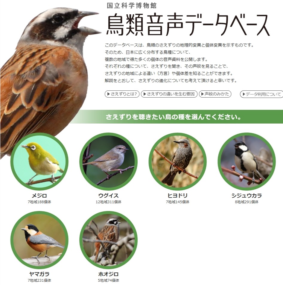 museum_kahaku's tweet image. 🐓データベース、活用してみませんか?🐓
#かはく が提供している「鳥類音声データベース」では、さまざまな地域の鳥のさえずりを聞いたり、ダウンロードすることができます!
それぞれの種のさえずりを聞き、その声紋を見ることで、地域による違いや個体差を知ることができるのが特徴です💫