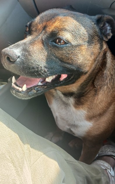 09.06.25 Trouvée chienne noir/feu, un peu de blanc, à Gaillac (rue des Châlets). Est à la clinique véto Gaillacoise. #Tarn #chien