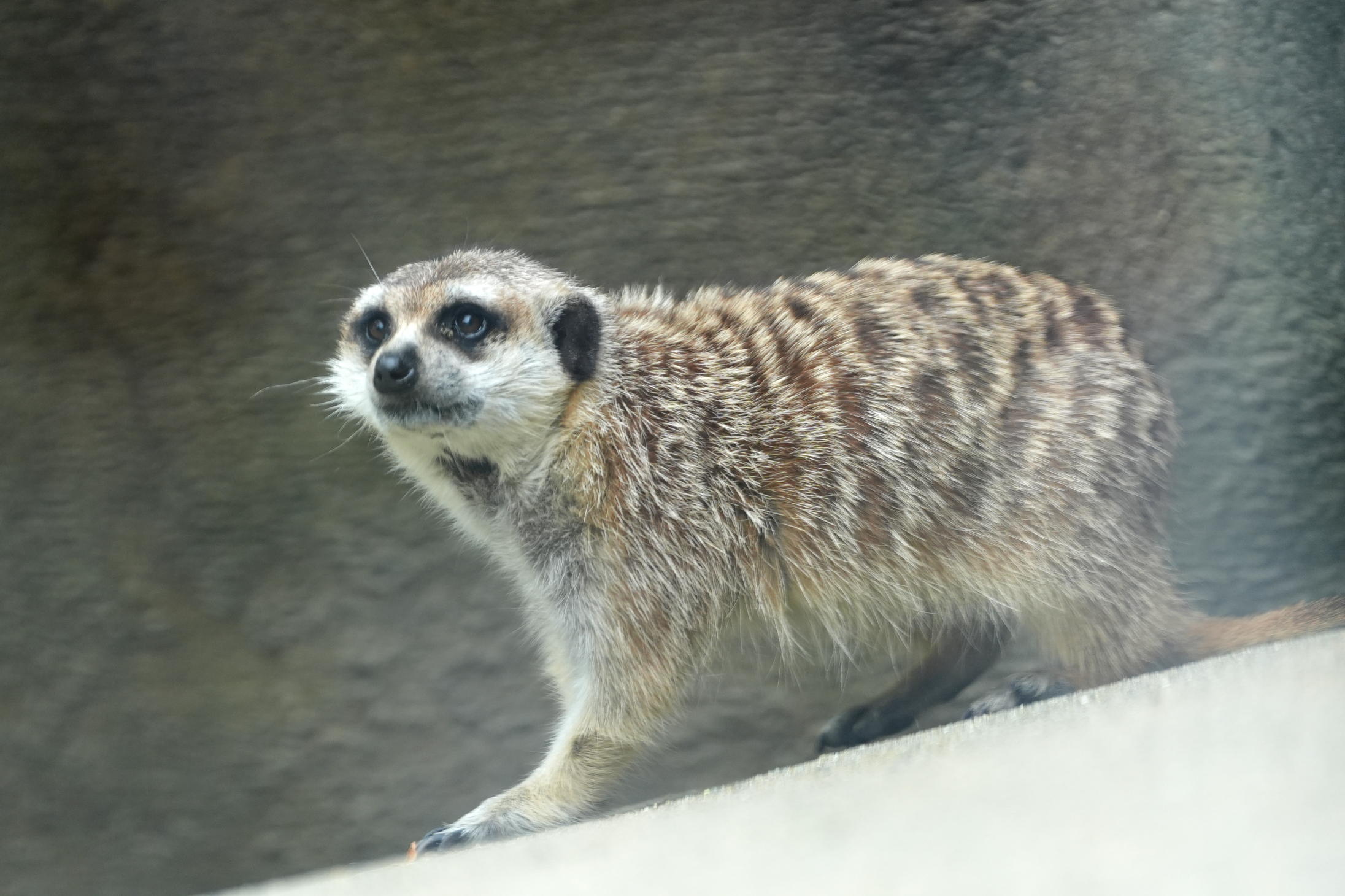 330px-ミーアキャット.jpg