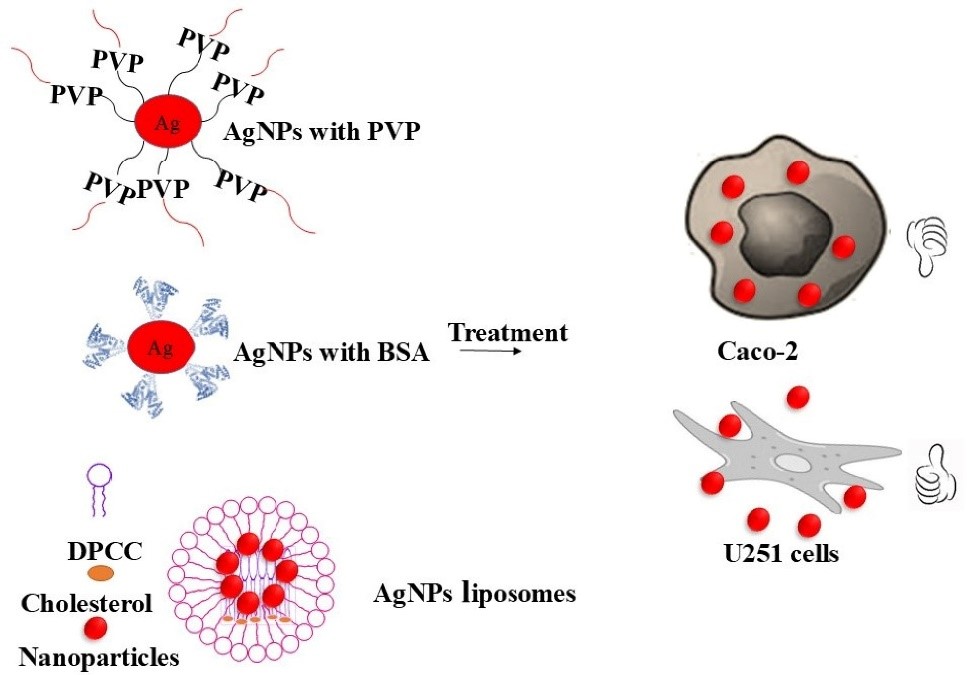 Silver nanoparticles' size and shape affect drug delivery to cells, showing promise for targeted cancer therapy！🥳
#nanoparticle #drug #cancer 
<a href="/BiomedNano/">Nano Biomed. Eng.</a> <a href="/SciOpenTUP/">SciOpenTUP</a> 
sciopen.com/article/10.265…
