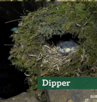 Emma Mitchell đź’™ (@silverpebble) on Twitter photo My reviews of the nests on this <a href="/BBCSpringwatch/">BBC Springwatch</a> live feed (đź§µ1/2):
1) Long eared owl-parent: MAJESTIC, just perfectly owly, this owl is judging you for sure tho, it knows what you did in Tesco carpark; ear tufts: catwalk tier; baby: bundle of tiny white pompoms, mostly asleep. My reviews of the nests on this <a href="/BBCSpringwatch/">BBC Springwatch</a> live feed (đź§µ1/2):
1) Long eared owl-parent: MAJESTIC, just perfectly owly, this owl is judging you for sure tho, it knows what you did in Tesco carpark; ear tufts: catwalk tier; baby: bundle of tiny white pompoms, mostly asleep.