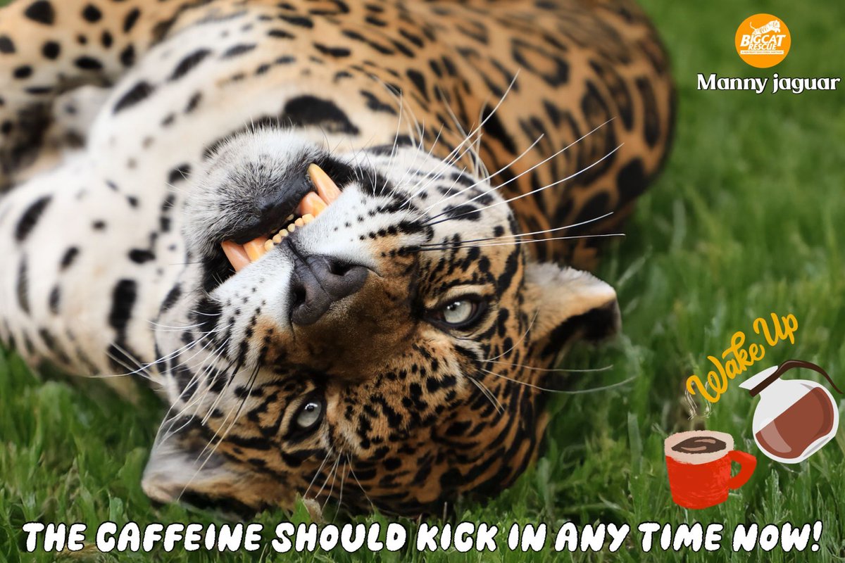 “The caffeine should kick in any time now!” ☕️

#MannyJaguar #BigCatRescue #Jaguar #Cat #Monday #MondayMood #MondayMorning #Funny #Tired #Sleepy #sleepyKitty