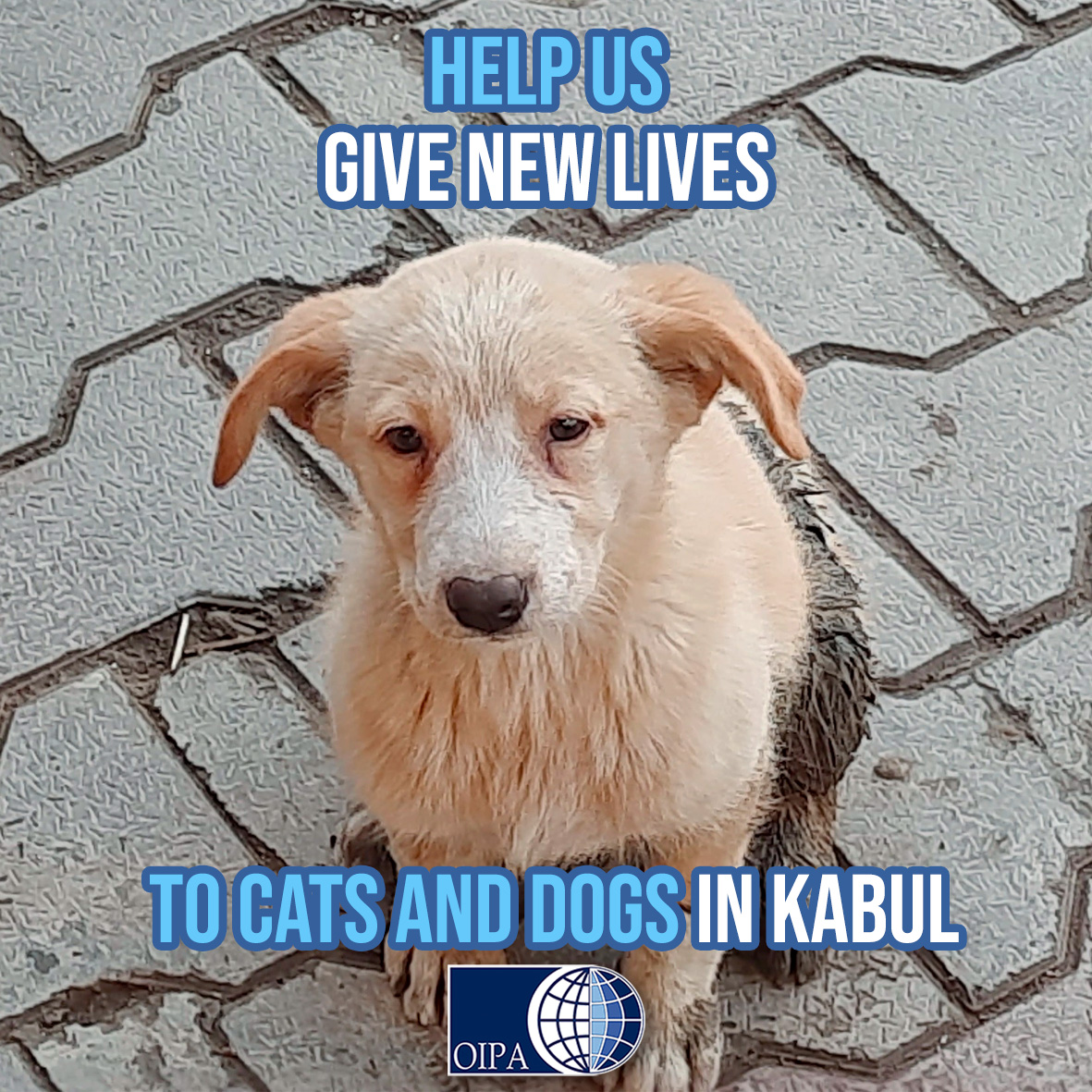 We have a dream: to build a new veterinary clinic ad shelter in Afghanistan 

💔In Kabul the life of strays is awful but an Afghan vet can give them the real happines. 
Please help him 👉oipa.org/international/…