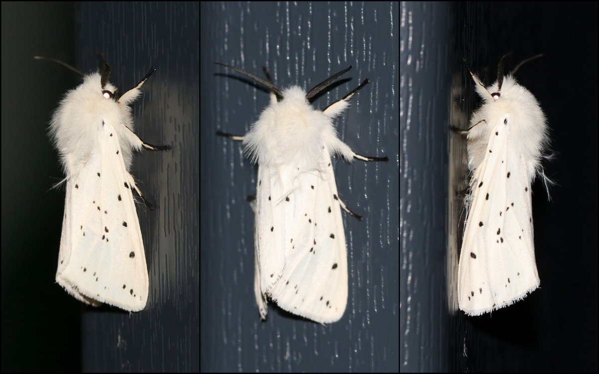 Gisteravond (laat) deze #WitteTijger op het deurkozijn, onder de buitenlamp. Het is vd 7 beervlinders hier op #onzeboerderij. Zo zit hier oa ook wel eens de 'gele tijger'.
🦋🌙
#insectenopdeboerderij #mottenspotten