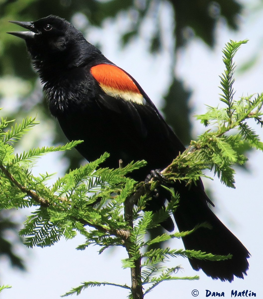 A Red-winged Blackbird calls out from the Harlem Meer in Central Park. #birdcpp