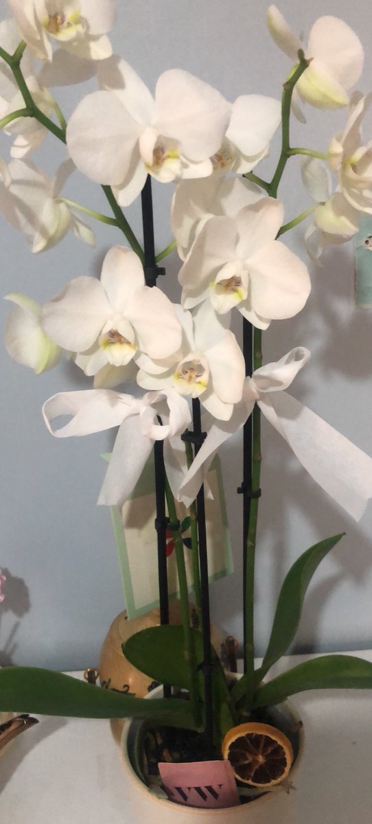 Furkan Hareketi olarak Kurban Bayramı bayramlaşma programındayız. 

Bir bayramı daha geride bıraktık. 
Rabbim kurbanlarımızı ve gayretlerimizi katında kabul eylesin.. 

Burada bulunan ve bizleri canlı yayından izleyen tüm kardeşlerimizin bayramı mübarek olsun. 

Almanya’dan çiçek