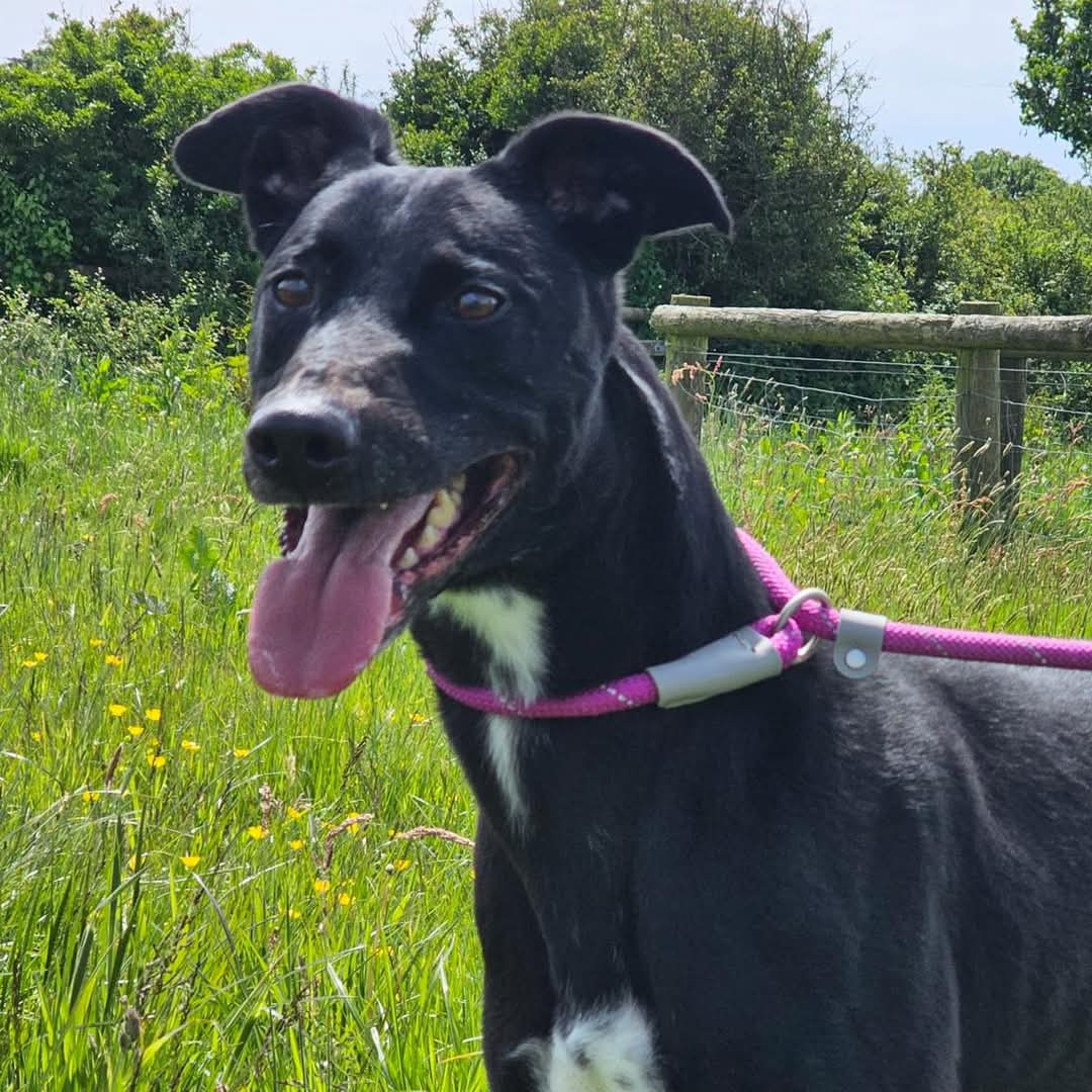 🐶 #MondayMotivation please hit share to help our hounds get homes🐶

Baxter, 5 year old #Lurcher A lovely, gentle &amp; sweet natured lad

🏥In his spare time, he is a doggie blood donor🏥

Baxter is;
🐶Looking for an active home
🐶Dog friendly
🐶Lovely to walk
🐶Great with dog