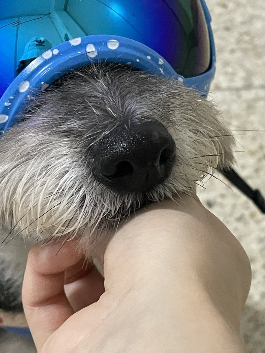 강아지 턱 만지면
손바닥에 입술 갖다대고 가만히 있어요
귀엽지요?