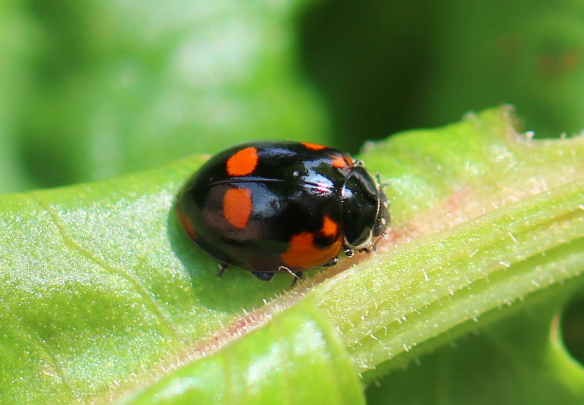 Op een mooie pinksterdag...
🎶
... op de boerderij: 

#boomhommel 🐝
#TweestippeligLieveheersbeestje 🐞

#insectenopdeboerderij #wiekijktdieziet #biodiversiteit in agrarisch gebied!