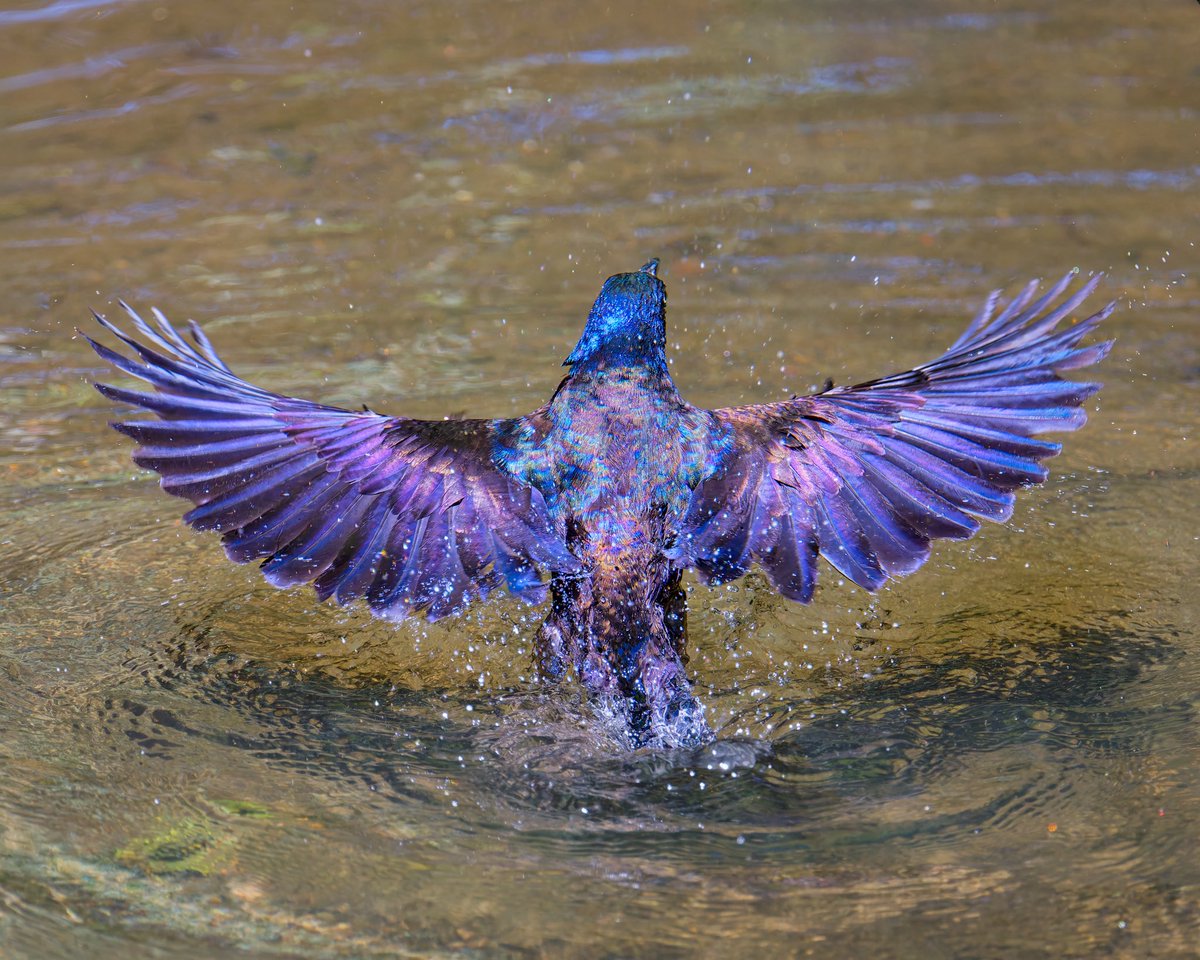 Ruben Giron (@rubengi02391602) on Twitter photo Common Grackle vs. House Sparrow – A Surprising Encounter. This fierce encounter occured at the Bathing Rock where they fought and luckily, the sparrow survived #birdcpp <a href="/BirdCentralPark/">Manhattan Bird Alert</a> Common Grackle vs. House Sparrow – A Surprising Encounter. This fierce encounter occured at the Bathing Rock where they fought and luckily, the sparrow survived #birdcpp <a href="/BirdCentralPark/">Manhattan Bird Alert</a>