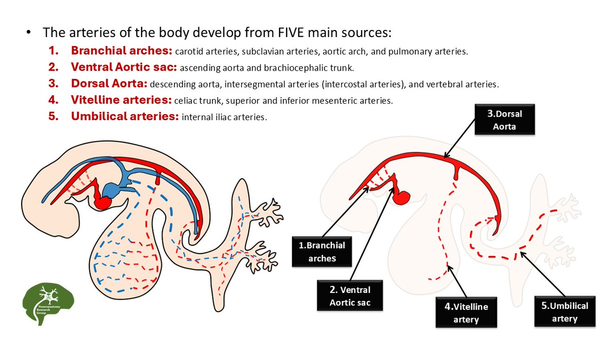 Neuroanatomy Research group (@neuroanatomyrg) on Twitter photo โขDuring embryonic development, the arterial system arises from Fอiอvอeอ key sources:
1.๐๐๐ง๐ญ๐๐ซ๐๐ฅ ๐๐จ๐๐ซ๐ญ๐ข๐ ๐๐๐:
- Forms the roots of the ascending aorta and brachiocephalic trunk.
2.๐๐ก๐๐ซ๐ฒ๐ง๐ ๐๐๐ฅ ๐๐ซ๐๐ก (aortic arches):
โขForm portions of the carotid โขDuring embryonic development, the arterial system arises from Fอiอvอeอ key sources:
1.๐๐๐ง๐ญ๐๐ซ๐๐ฅ ๐๐จ๐๐ซ๐ญ๐ข๐ ๐๐๐:
- Forms the roots of the ascending aorta and brachiocephalic trunk.
2.๐๐ก๐๐ซ๐ฒ๐ง๐ ๐๐๐ฅ ๐๐ซ๐๐ก (aortic arches):
โขForm portions of the carotid