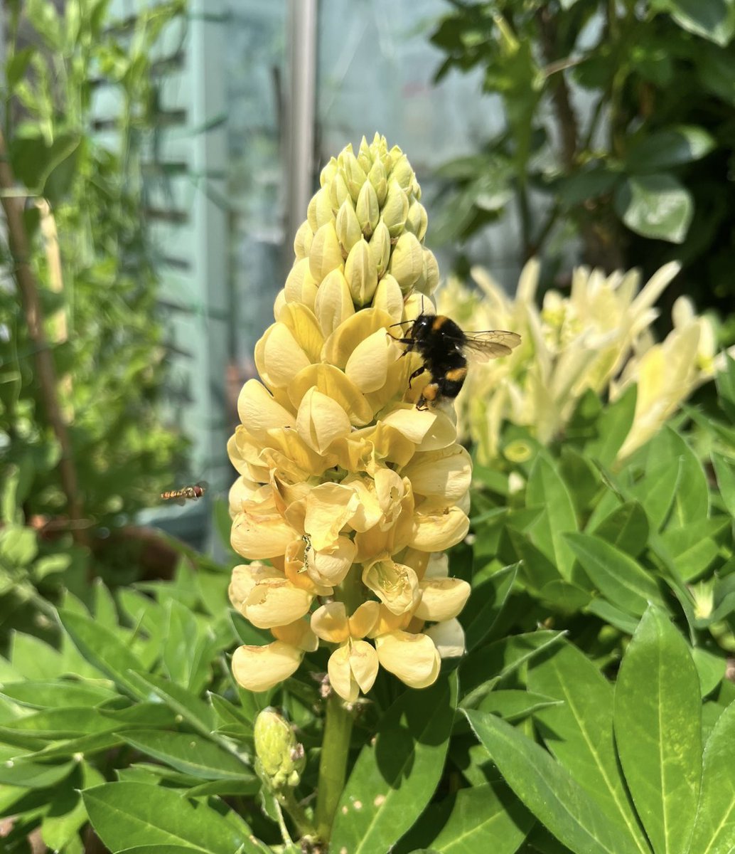 Bees are loving the yellow lupins