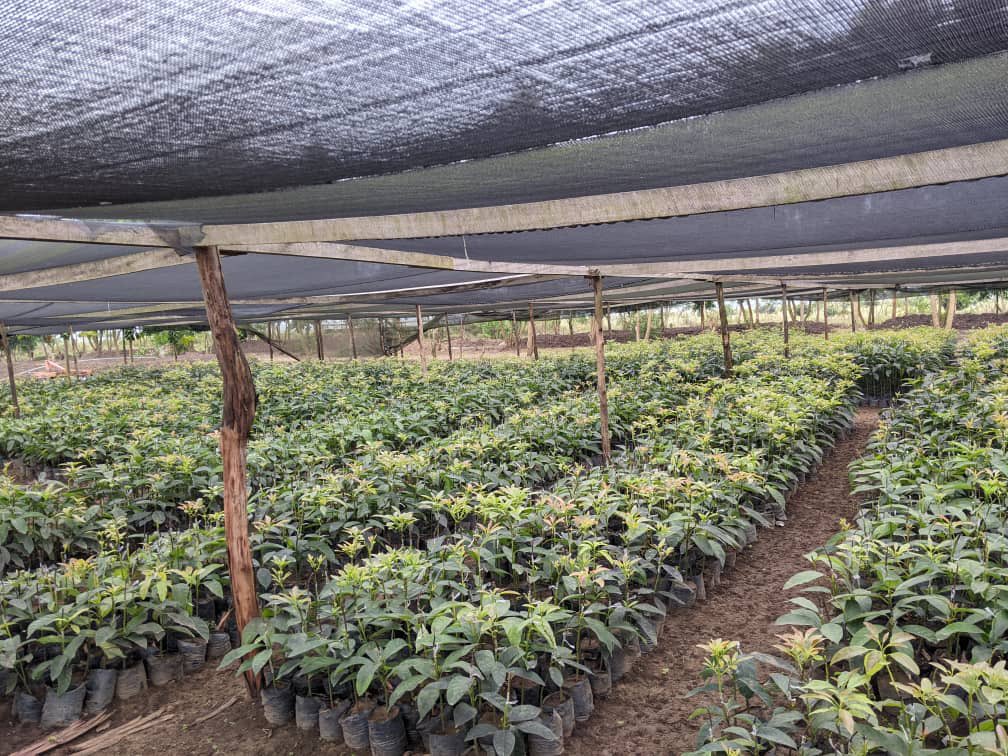 Ruvusha_Israel's tweet image. Génération de revenus :
Les avocats Hass peuvent être vendus à profit, offrant ainsi une source de revenus stable aux agriculteurs.