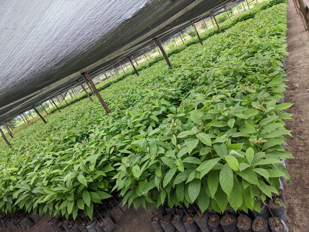 Ruvusha_Israel's tweet image. Génération de revenus :
Les avocats Hass peuvent être vendus à profit, offrant ainsi une source de revenus stable aux agriculteurs.