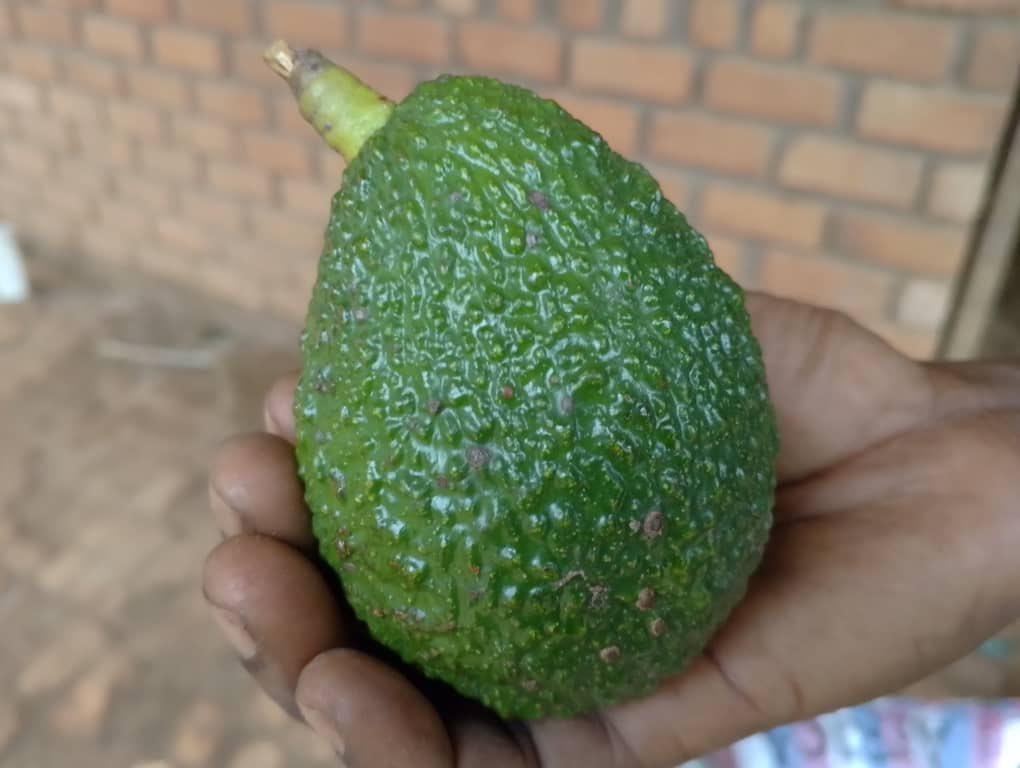 Ruvusha_Israel's tweet image. Génération de revenus :
Les avocats Hass peuvent être vendus à profit, offrant ainsi une source de revenus stable aux agriculteurs.