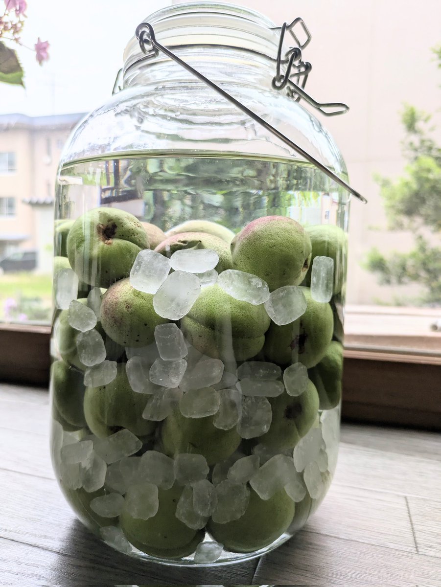 採れたての青梅頂きました！いつもありがたい~そんで今度は梅酒✨3ヶ月後には飲めそうで6ヶ月後が1番美味しくなるそうです😋
スノーシーズン始まる頃かな…今から楽しみ🤭DAISOで買った保存用の瓶も可愛かった
#梅酒作り