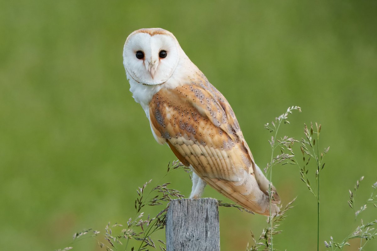 stancoddles's tweet image. Barn Owl early this morning