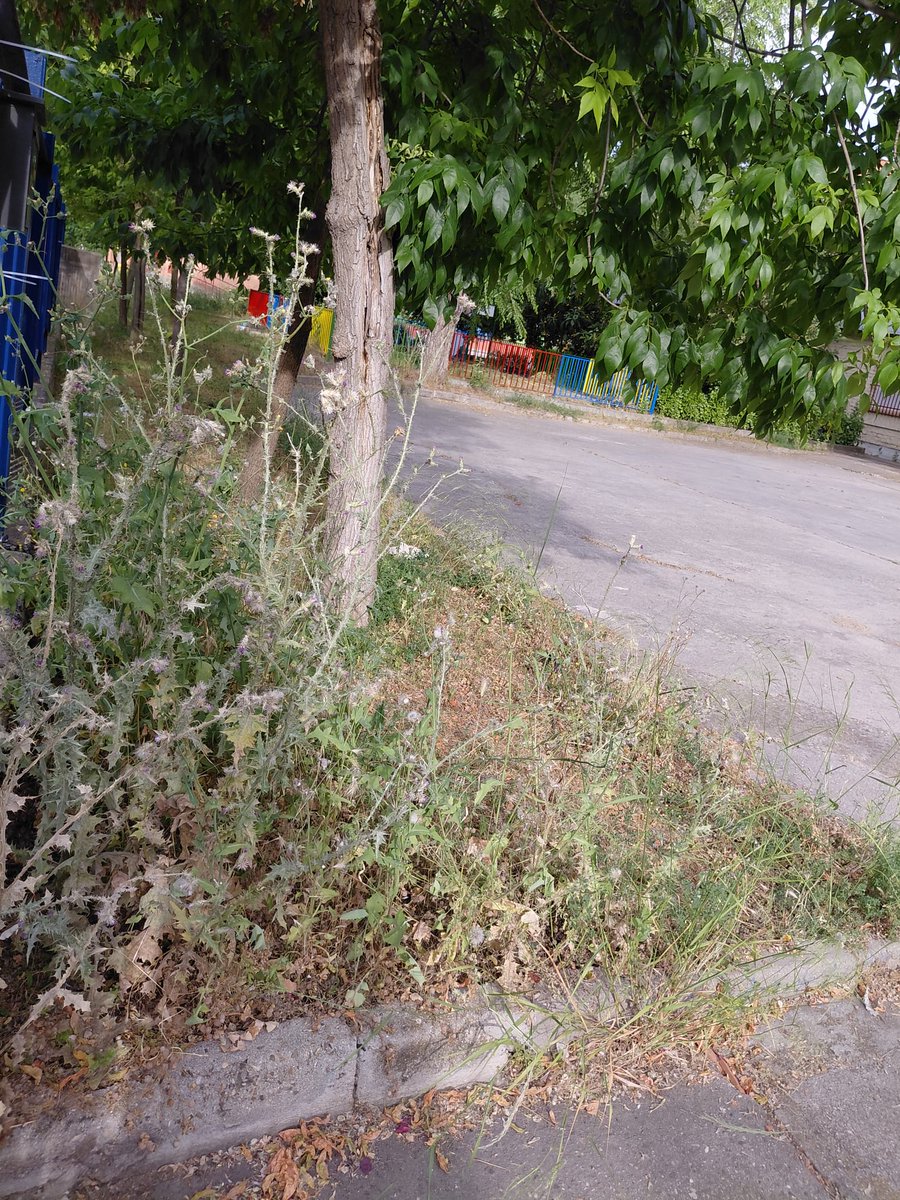 No nos cansaremos de decirlo, de verdad. Los coles públicos de Leganés no pueden estar así. Va, <a href="/AytoLeganes/">Ayuntamiento de Leganés</a>, haced algo. Que llevamos mucho tiempo denunciando estas cosas 👇🏼👇🏼
Este es el caso del Ortega y Gasset