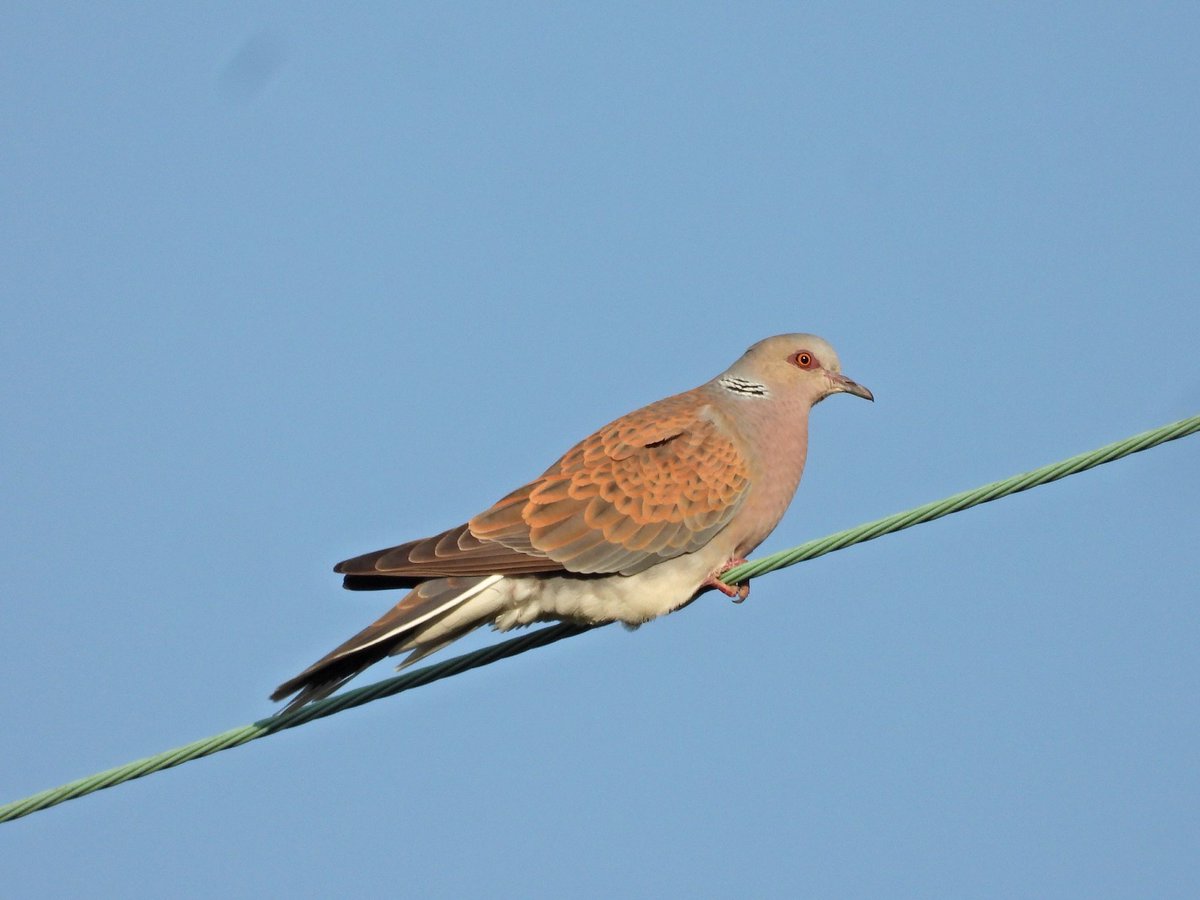 alanbodd's tweet image. Great evening in Norfolk last night with Turtle Dove in the late sun and the sound of Nightjar in the fading light (3 seen).