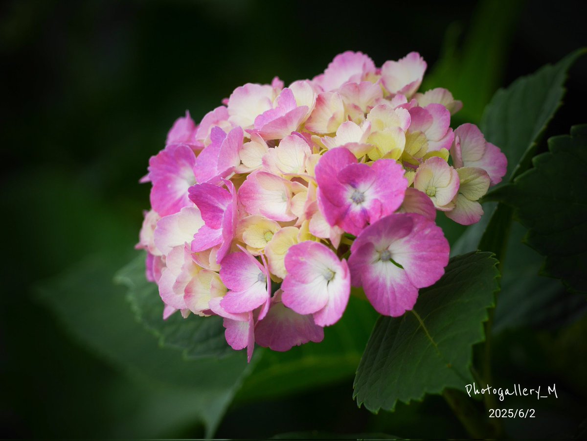 Photogallery_M's tweet photo. 📸  紫陽花 あじさい

#花photo
#写真が好き
#紫陽花
#あじさい https://t.co/UpFffQwSiY