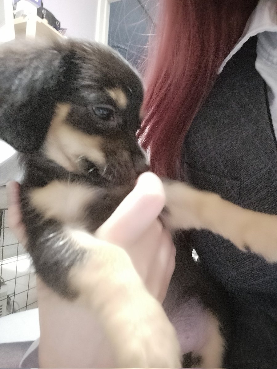 cyofutama's tweet photo. うちの子のばぶちゃん期サイズもだけどまじで顔が良すぎて地球消滅してしまう可愛さしてる https://t.co/oroYVhdQzm