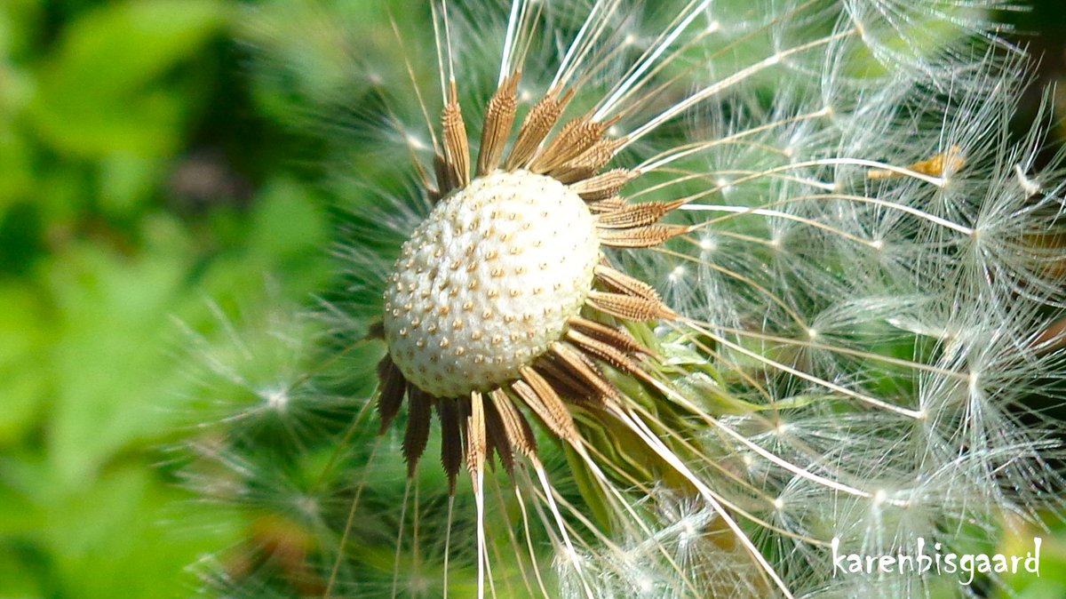 KarenBisgaard1's tweet image. karensnaturephotography.blogspot.com/2025/06/dandel…
#seedheads #dandelion #NaturePhotography