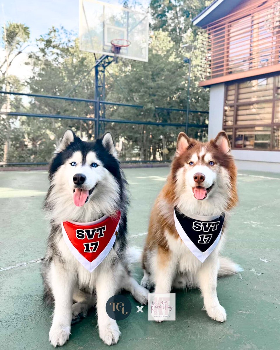 keretitas's tweet photo. INTEREST CHECK ‼️‼️‼️

2nd Pre-order for our classic SVT Pet Bandanas: Carat Baby, Game Caterer, Team SVT 💎💎💎

G? 👀 https://t.co/km3mcVkTNY