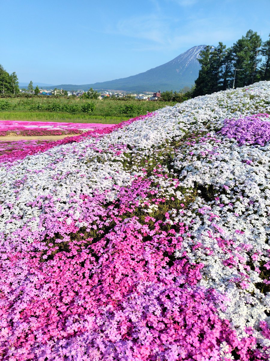 hyottokore2nd's tweet image. 北海道の倶知安町に三島さんの芝桜という芝桜がきれいに咲いているのを見れるスポットがあるのですが、驚くことに個人で苗からコツコツ芝桜を育ててその芝桜を一般開放して見せてくださっているというなんともありがたい場所なのです🌸
写真では分かりにくいのです広範囲に咲いています
#芝桜
#きれい