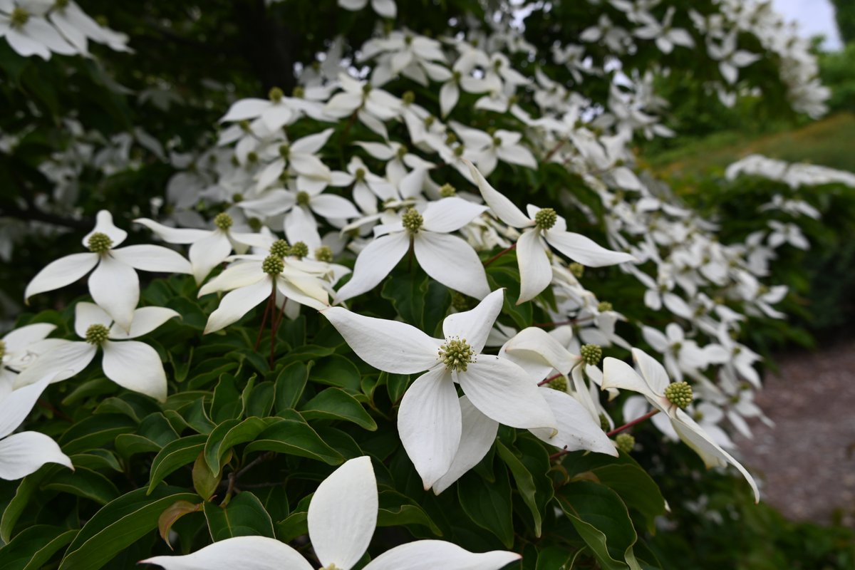 花木園にて、ヤマボウシ'ブルーミングメリーテトラ'が開花中です🌸 2季