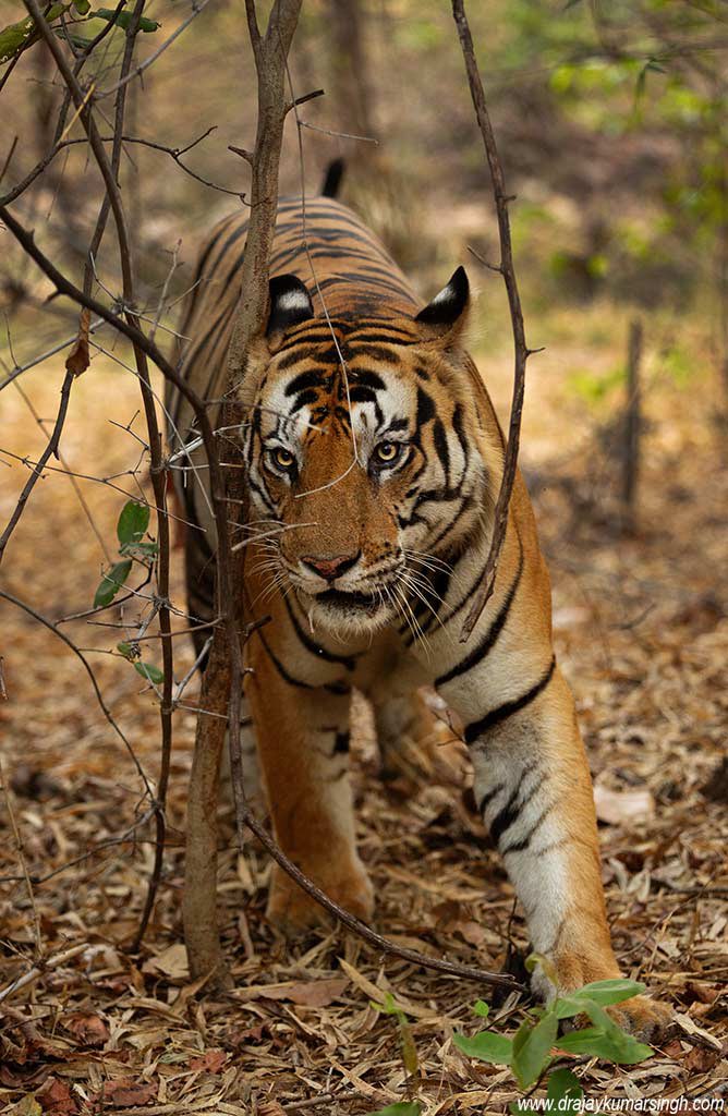 Draksphotos's tweet image. Tiger, Bhandavgarh. #Bajrang #Bhandavgarh #tiger  #tigerReserve #BandavgarhTigerReserve