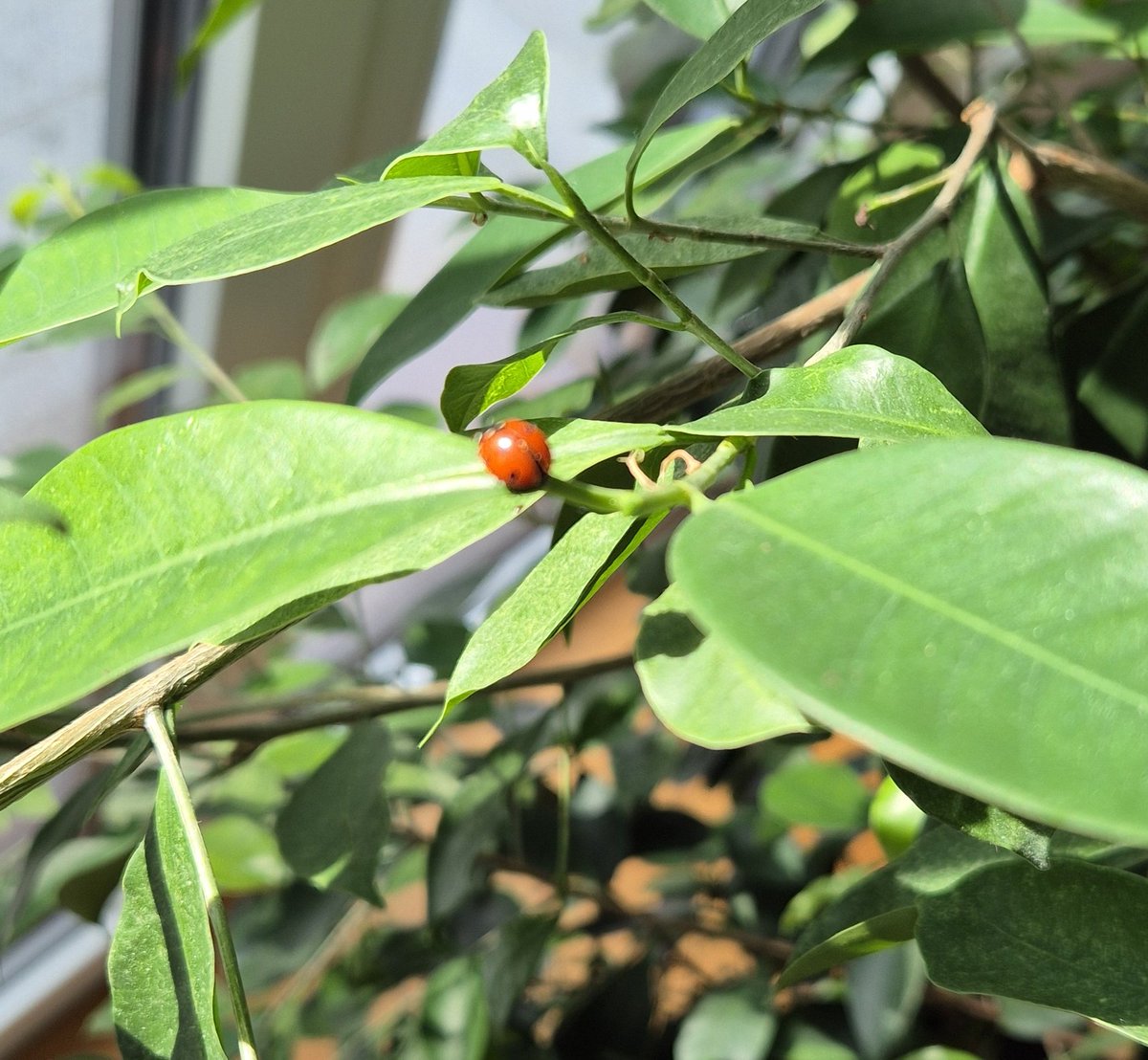 Napalo mi nešto fikus, što sam ja, nadam se ispravno, identifikovao kao crvenog pauka, Kako u kući nema prirodnih neprijatelja, ima već 7-8 meseci kako mu je jako lepo. Danas sam primio u goste jednu bubamaru pa ću da pratim ima li to smisla 🤓
Šta kaže <a href="/agrifblokira/">Poljoprivredni blokada</a> ?