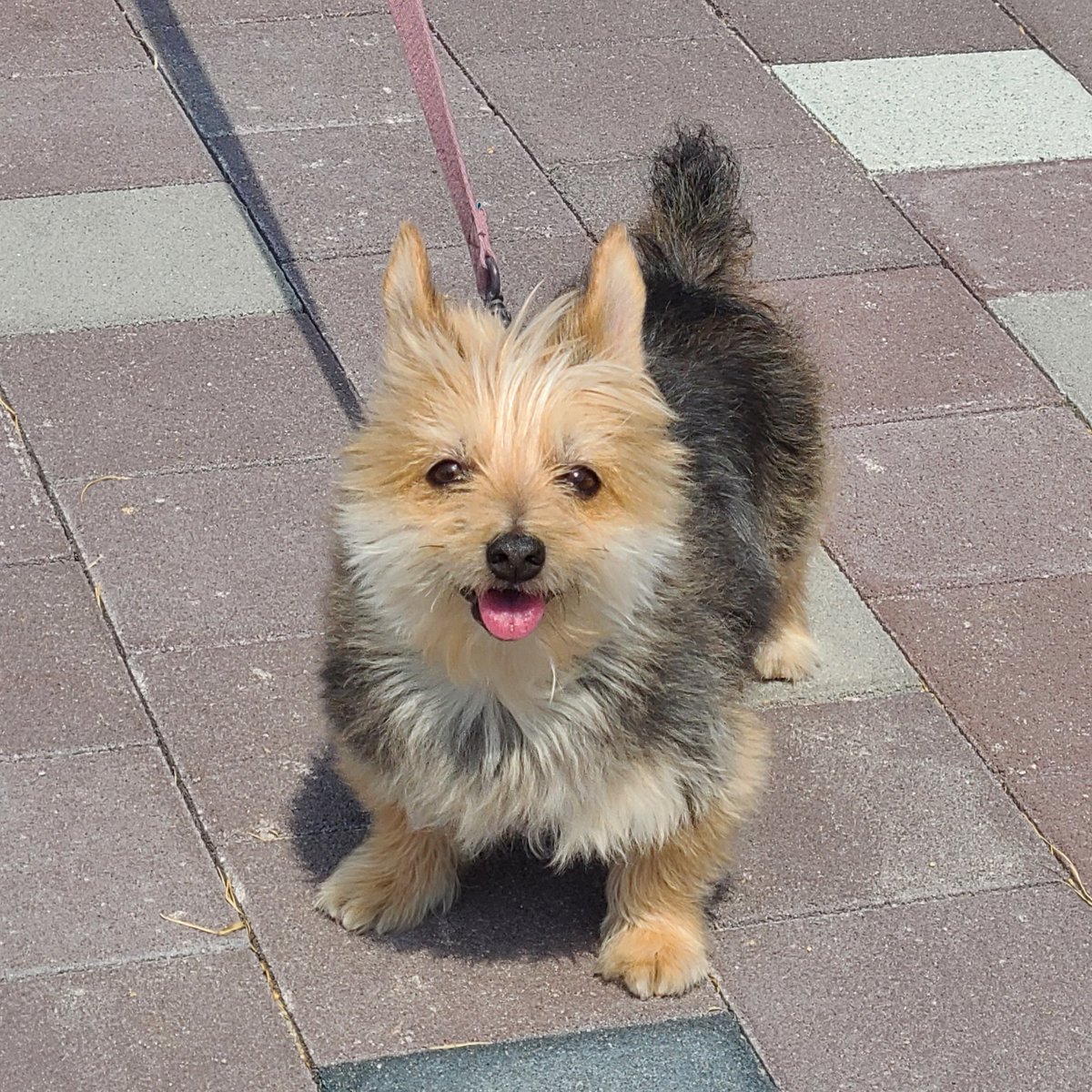 너무 갑작스럽지만 봄이가 오늘 아침에 세상을 떠났습니다. 예상보다 더 몸이 약해져 있어서 수술에서 회복하지 못했어요. (1차적 원인은 산책 중 이물 섭취였습니다. 식탐 많은 강아지에게는 꼭 입마개를 권장드려요...) 저희 철없는 바보강아지 많이 사랑해 주셔서 감사합니다