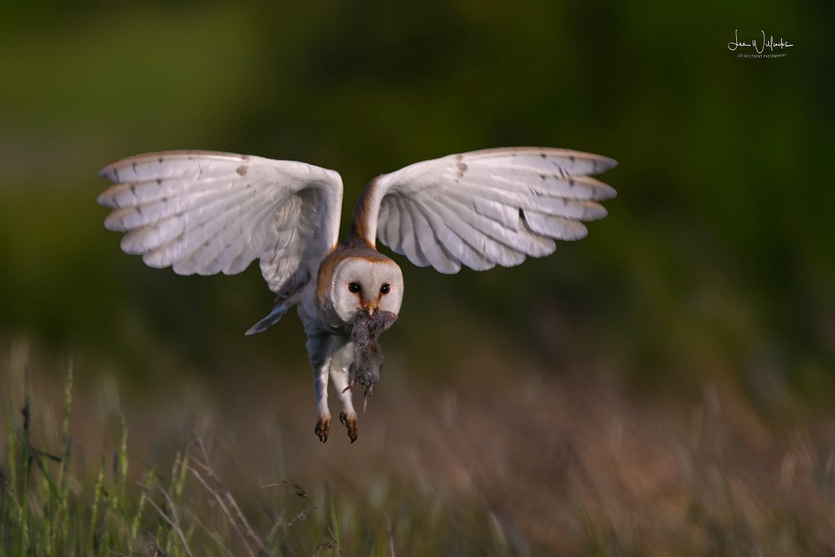 LeeWillcockslee's tweet photo. The Female Barn owl gets her prize.. Bucks https://t.co/WJ4c6z3VJg
