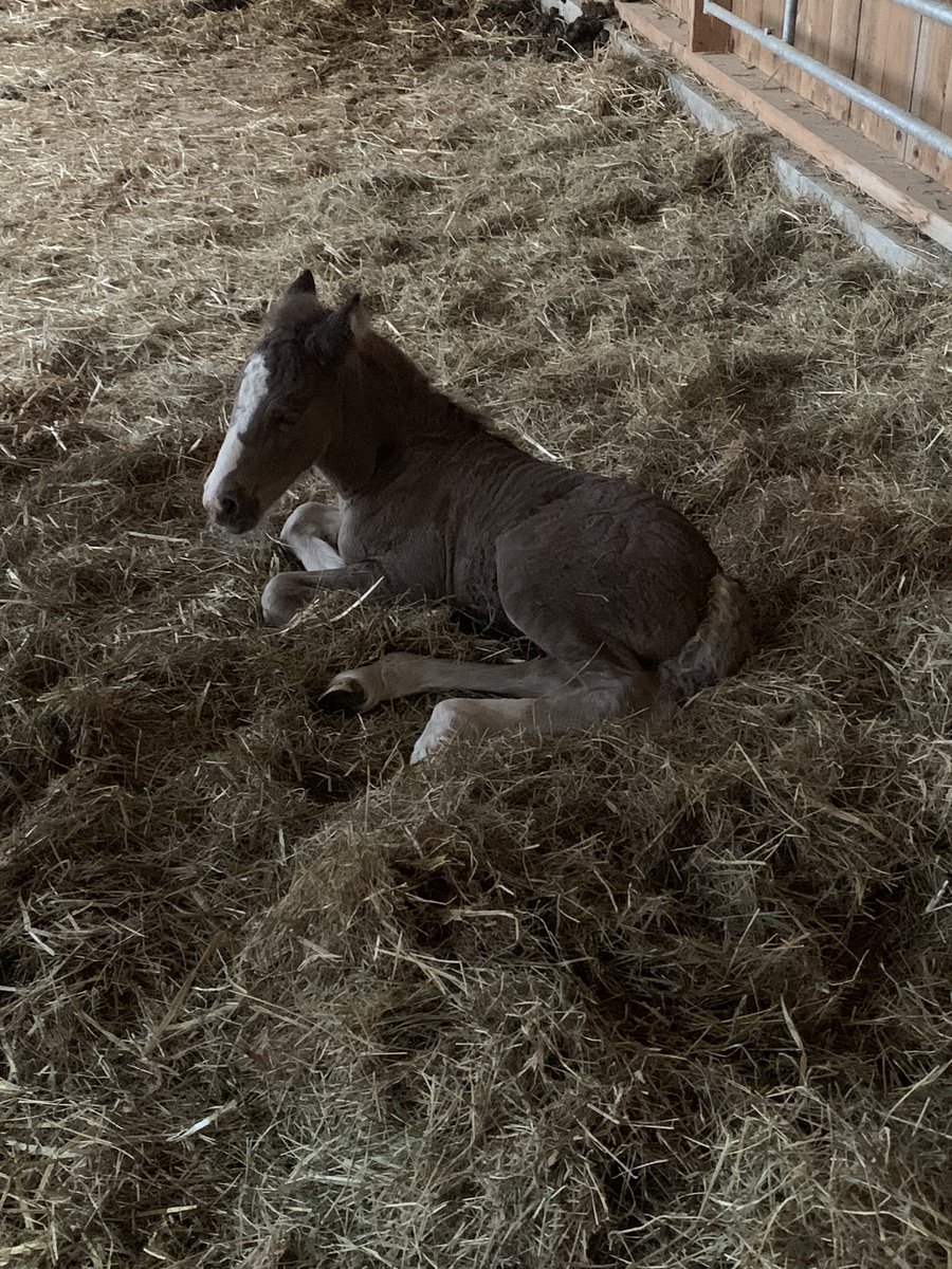 Bachty68's tweet image. Après un week-end dominé par l’actualité parisienne, voici une parenthèse de douceur.
Ci-dessous, une photo 
Vous ne verrez rien de plus beau cette semaine.
Un poulain, tout juste né à la ferme.
Bonne  semaine à tous.
#FrAgtW #Sundgau #Alsace