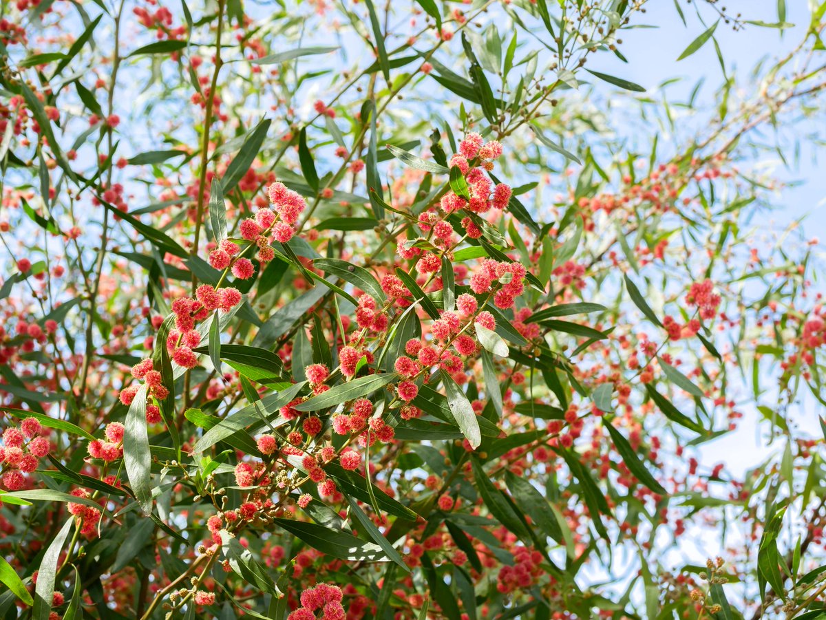 RBG Victoria (@rbg_victoria) on Twitter photo Got the grey weather blues? Here are five bright blooms to look forward to at Royal Botanic Gardens Melbourne this winter:
1. ๐๐๐ก๐กโ๐๐๐๐ ๐ ๐๐๐ข๐๐ก๐
2. ๐ฟ๐ข๐๐ข๐๐๐ ๐๐๐๐ก๐๐ ๐ ๐๐๐
3. ๐
โ๐๐๐๐๐๐๐๐๐๐
5.๐ด๐๐๐๐๐ ๐๐๐๐๐๐ ๐ 'Scarlet Blaze' Got the grey weather blues? Here are five bright blooms to look forward to at Royal Botanic Gardens Melbourne this winter:
1. ๐๐๐ก๐กโ๐๐๐๐ ๐ ๐๐๐ข๐๐ก๐
2. ๐ฟ๐ข๐๐ข๐๐๐ ๐๐๐๐ก๐๐ ๐ ๐๐๐
3. ๐
โ๐๐๐๐๐๐๐๐๐๐
5.๐ด๐๐๐๐๐ ๐๐๐๐๐๐ ๐ 'Scarlet Blaze'