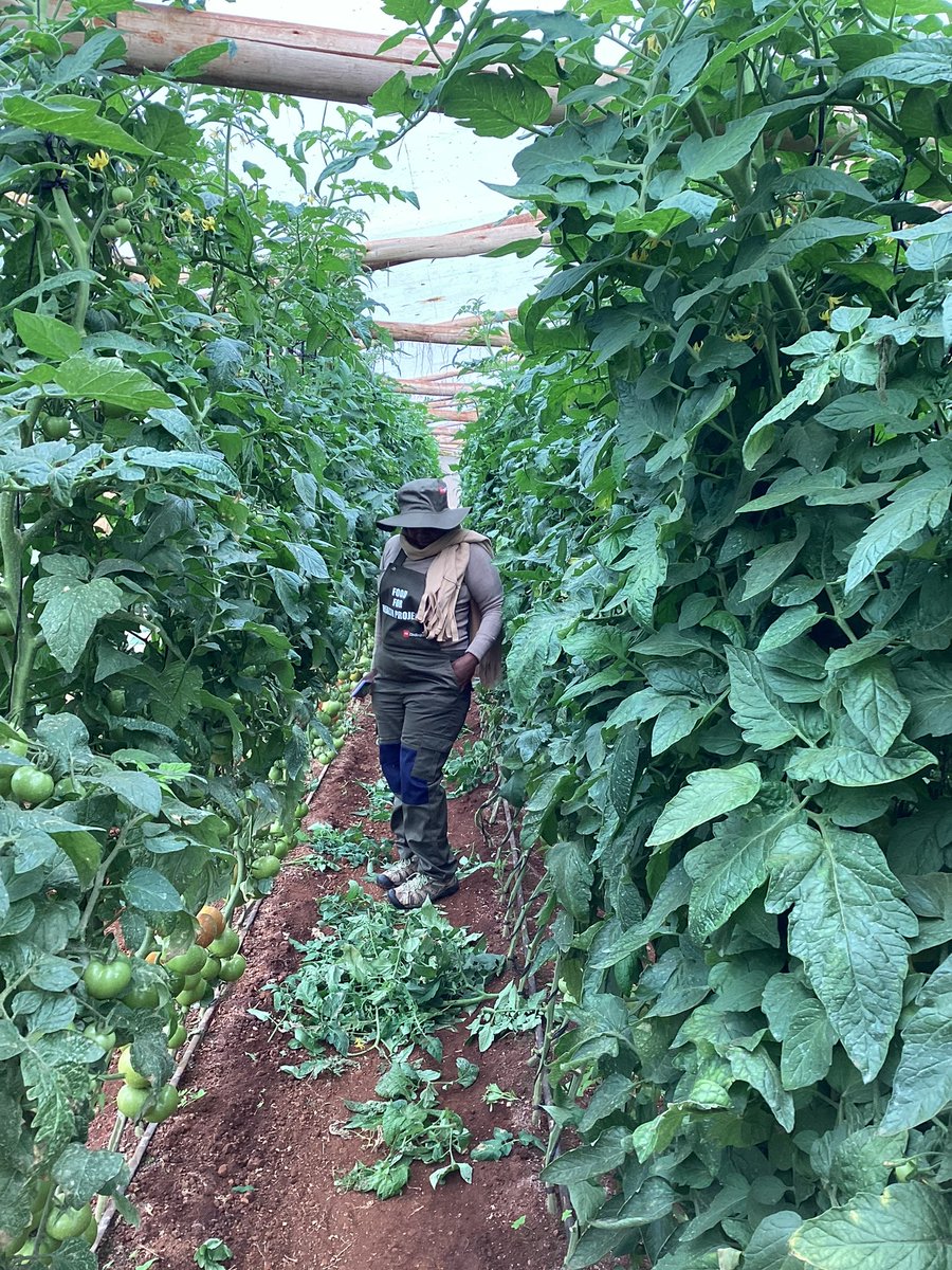 Mudhumeni Wabantu: (@celinahatidani) on Twitter photo #Dylla f1 will be in 🇿🇼 next week <a href="/IntabaTrading/">Intaba Trading</a> watch this space.
Your greenhouse story will definitely change
#syngenta #Dylla f1 will be in 🇿🇼 next week <a href="/IntabaTrading/">Intaba Trading</a> watch this space.
Your greenhouse story will definitely change
#syngenta