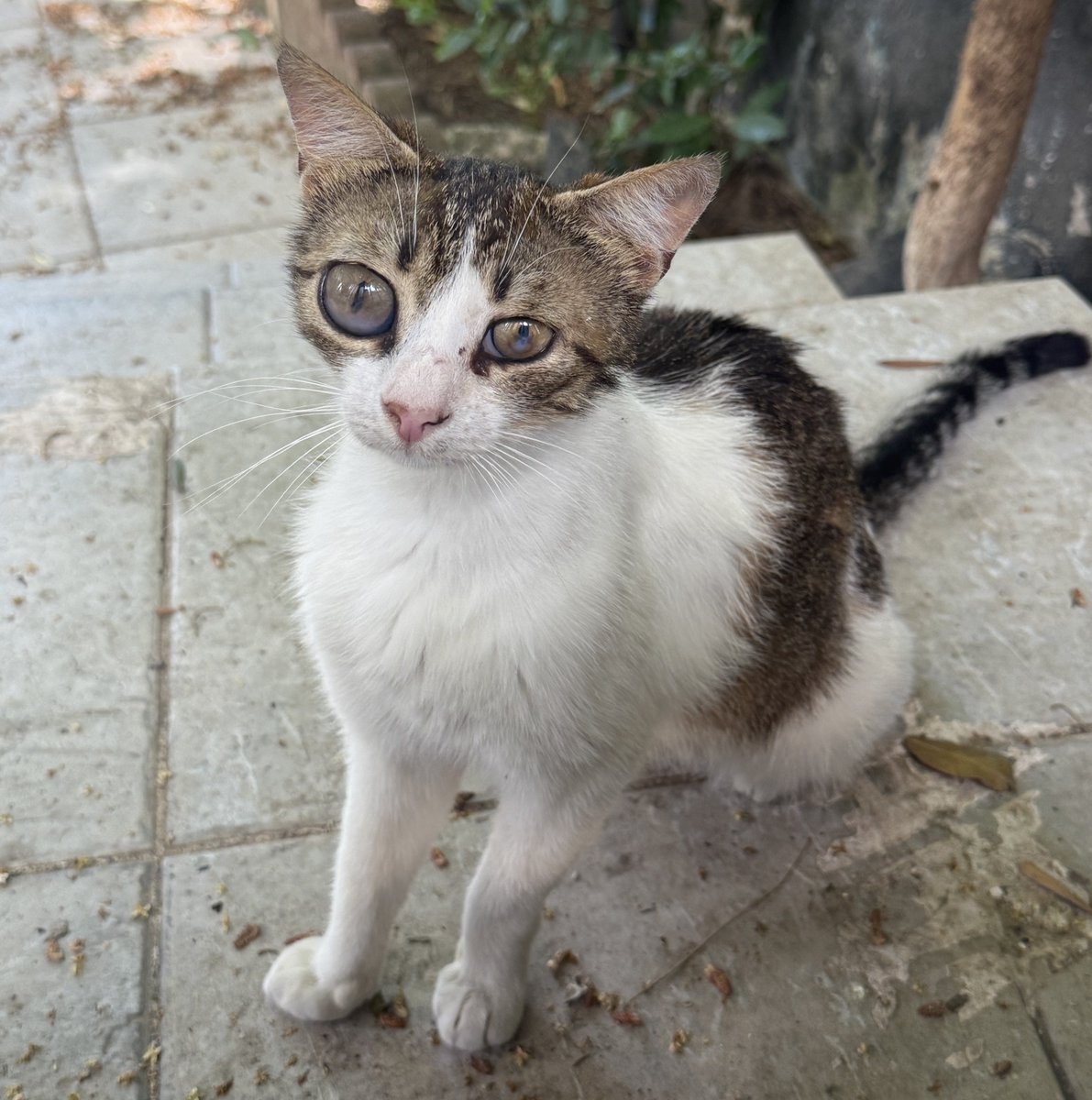 Bastet🐾🐈⬛👑🍀🐞 tweet media