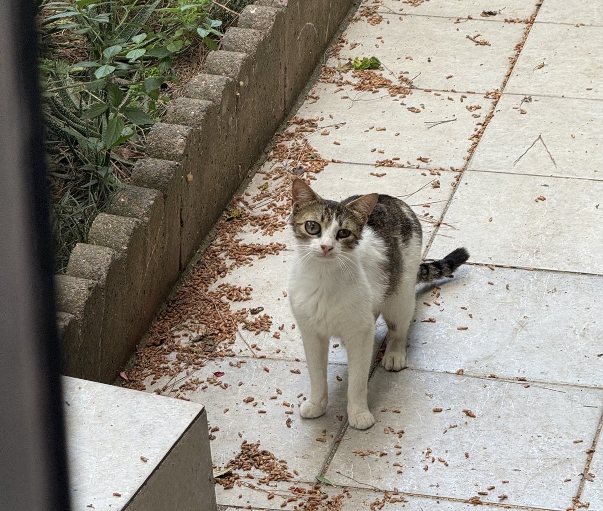 Onu kimse istemez di mi 
Tek gözünü aldıracağım ve kısırlaştıracağım