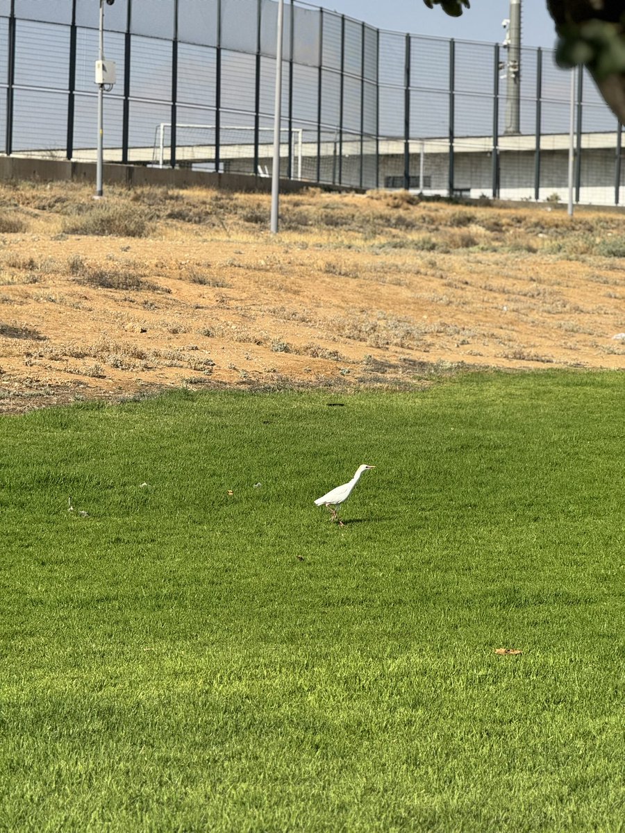 באר שבע. שבועות 2025