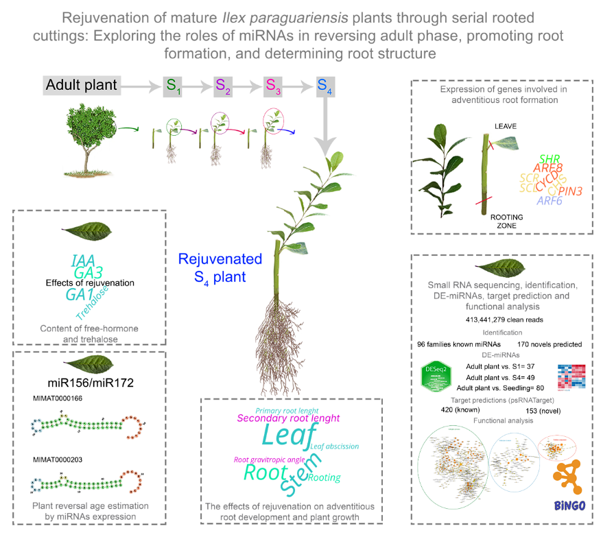 Plants_MDPI's tweet photo. ๐ฑ New in Plants!
๐ Rejuvenation of Mature Ilex paraguariensis #Plants Through Serial Rooted Cuttings: Exploring the Roles of #miRNAs in Reversing Adult Phase, Promoting #RootFormation, and Determining #RootStructure
โ๏ธ Marรญa J. Duarte et al.
๐ https://t.co/n5uO8ixbBO https://t.co/YroHKNpiws