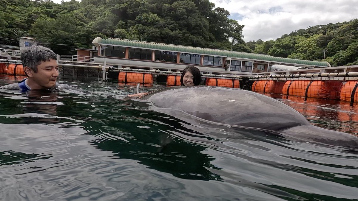 Dolphin_Beach_'s tweet photo. 両手にイルカ
#ドルフィンスイム #イルカと泳ぐ #海が好き #イルカ #ダイビング #dolphin #dolphinswimming #pool #下田海中水族館 #下田 #伊豆 #水族館 #体験ダイビング #ドルフィンダイビング #いるか #カマイルカ #イルカと泳ぎたい https://t.co/tAd7MU4R8J