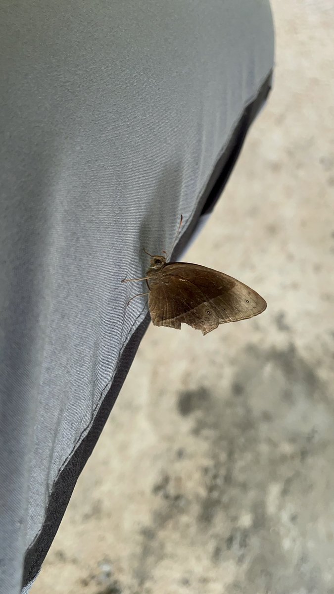 wherePreshgoes's tweet photo. I’ve never seen so many butterflies like the ones I saw in this forest 😩
Different colors, different patterns ..
I really loved this trail. https://t.co/JSxA4X1bit